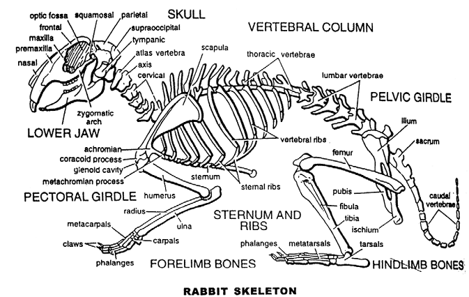 645_rabbit skeleton.png